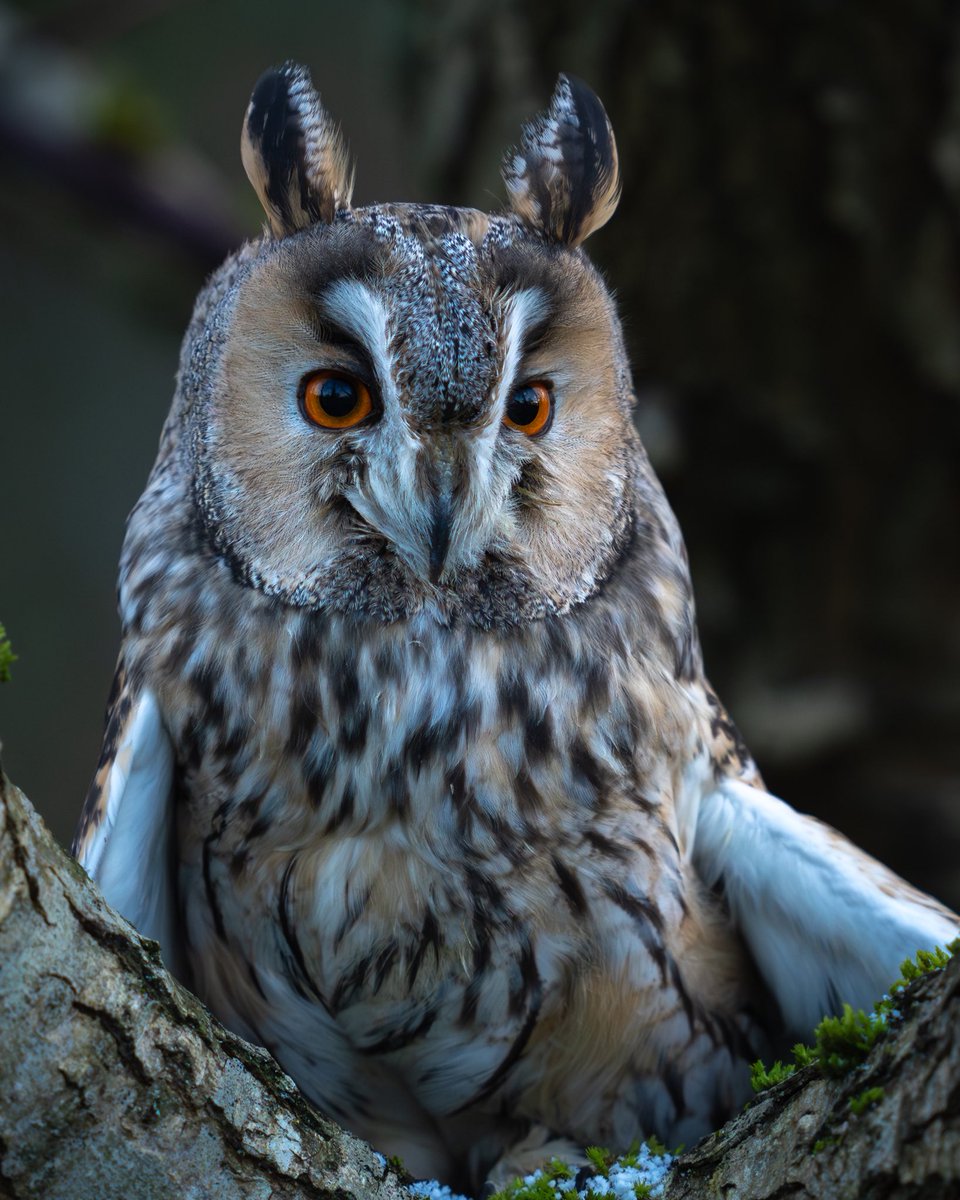 Awake and ear tufts up!!

#DidYouKnow 
The ‘ long ears ‘ aren’t actually ears, they are just a defensive mechanism the Owl uses to make itself seem bigger ! 
#FunFact 

@BBCEarth @natgeowild 
#wildlifephotography #wildlife
#BirdsOfTwitter #Winterwatch2024