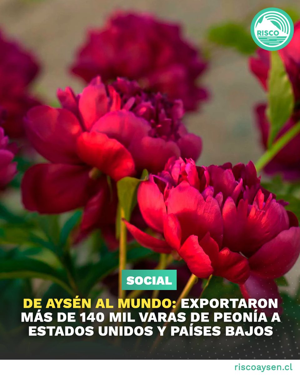 🌸✈️ Éxito floral desde nuestra región: El huerto ubicado en Coyhaique logró mejorar sus exportaciones a Estados Unidos y Países bajos, con 140,000 varas enviadas, y planea crecer con un nuevo almacenaje en frío.

Los detalles aquí ➡️ bit.ly/3U4YK1g #Coyhaique #Aysen