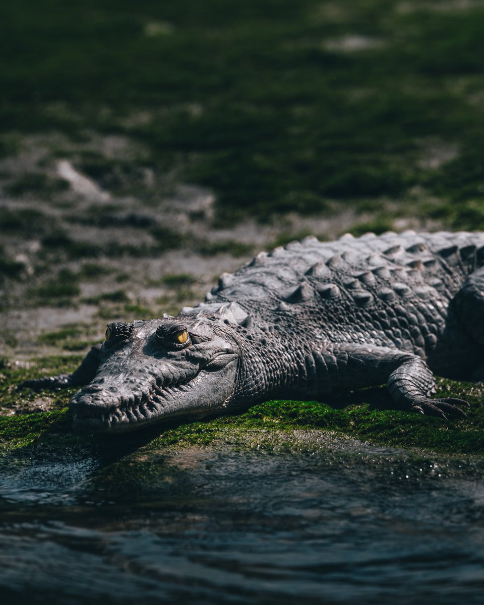 Animals of the Everglades 🐊🦩