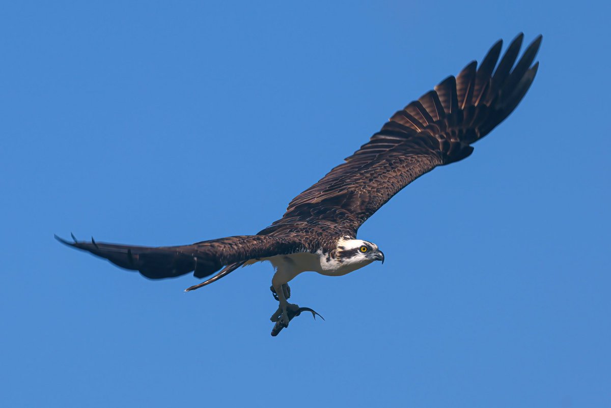 Jeff’s Wildlife Photography tweet media
