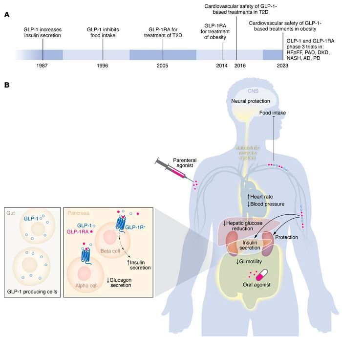 100th Anniversary #Viewpoint by ASCI member @DanielJDrucker @sinaihealth @uoft: The GLP-1 journey: from discovery science to therapeutic impact: buff.ly/3HndwsG