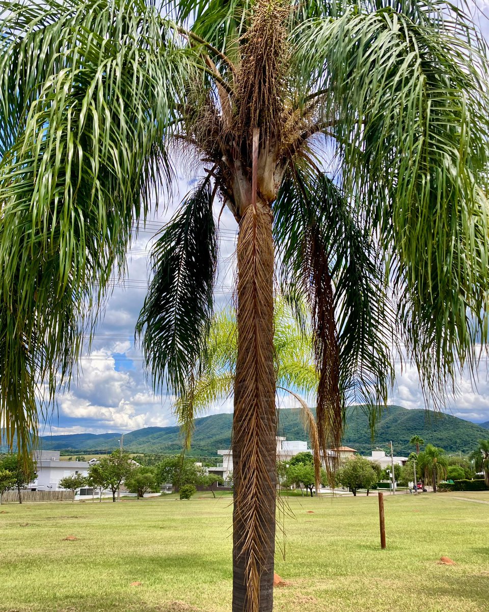 rafaelporcari's tweet image. Contra a #irritação, uma #árvore.
Contra a #impaciência, um momento a #sós. 
Contra o #tumulto urbano, a #natureza. 
📸
#FOTOGRAFIAéNOSSOhobby
#nature #fotografia #paisagem #landscapes #inspiração #mobgrafia #XôStress #zen #peace #relax