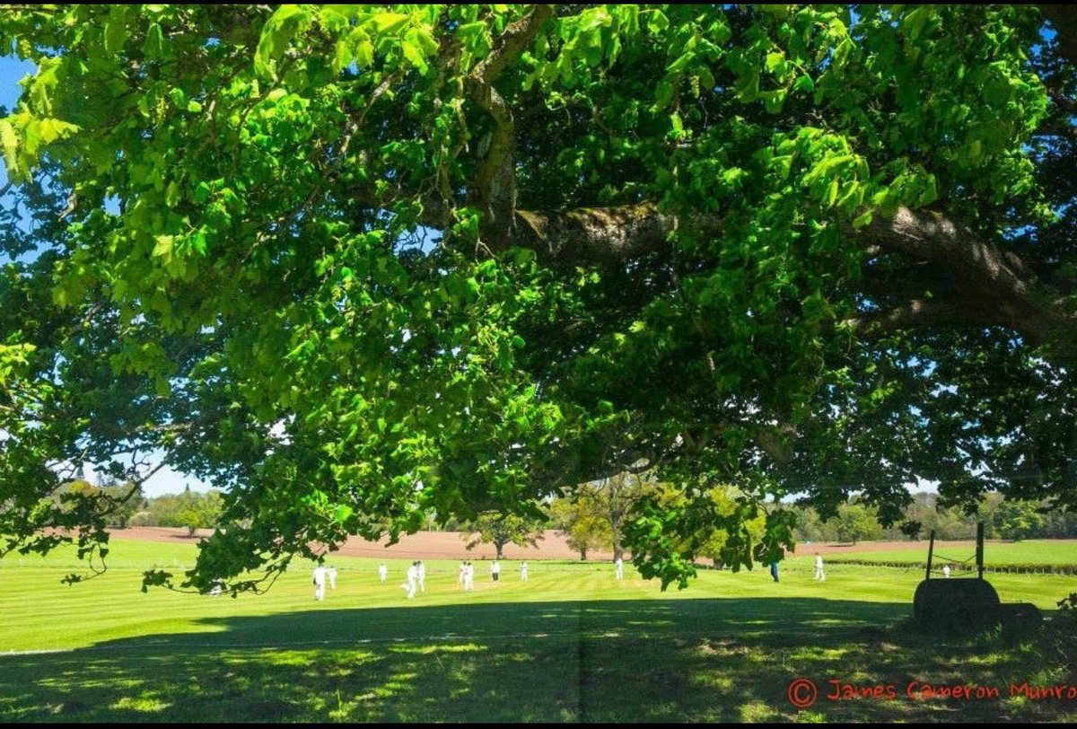 Scottish Cricket Past Present and Future tweet media