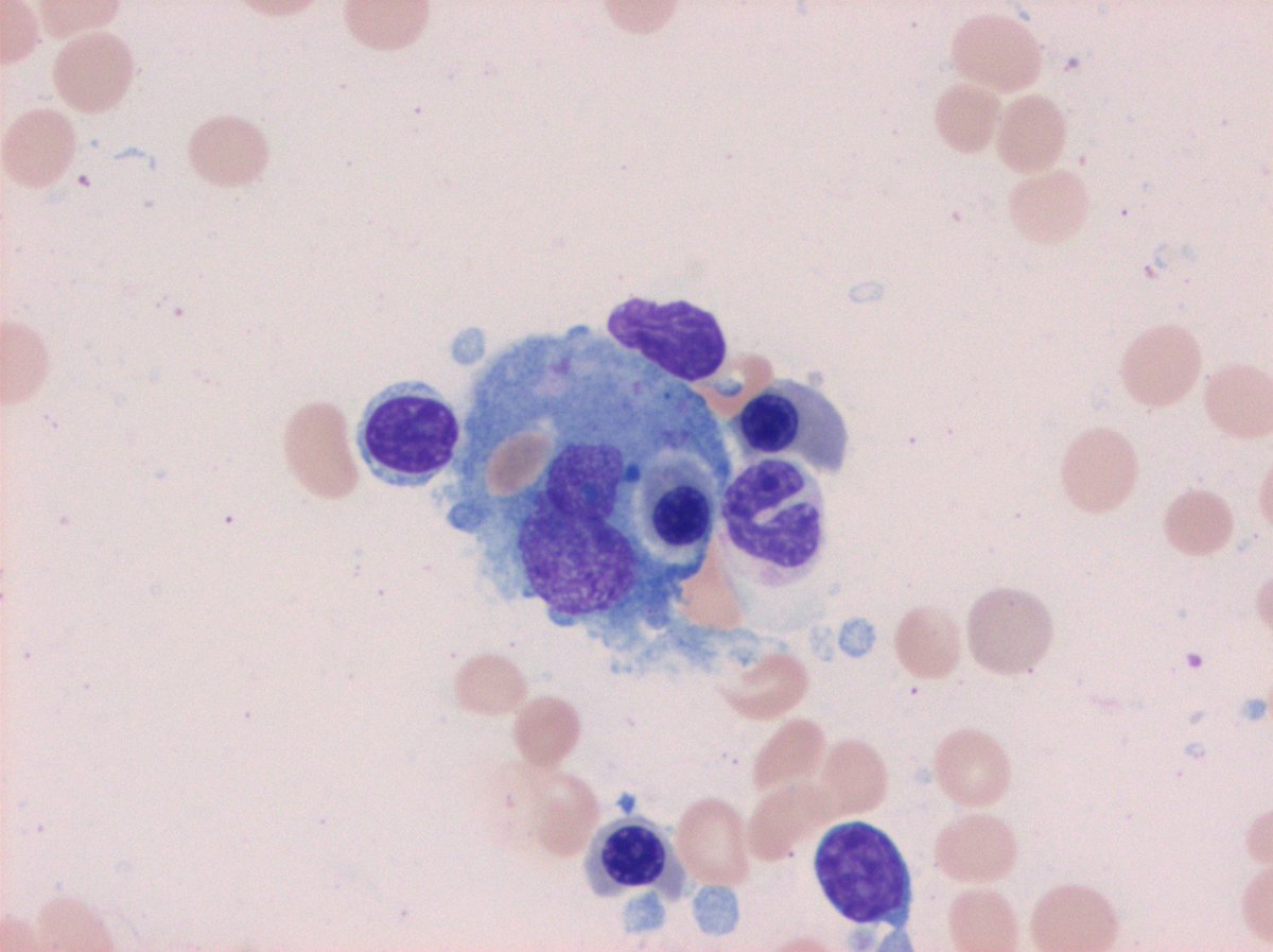 Jeremiah Karrs, DO tweet media