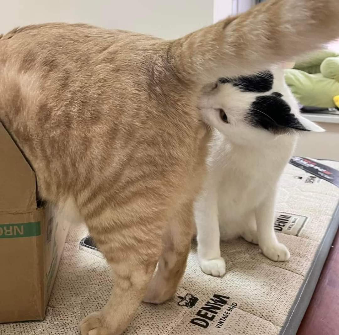 CatNotSilly's tweet photo. Cute peanuts 😭 https://t.co/fC354WGLBZ