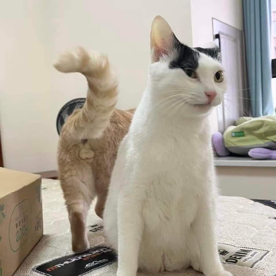 CatNotSilly's tweet photo. Cute peanuts 😭 https://t.co/fC354WGLBZ