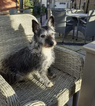 millypod1's tweet photo. 🆘15 JAN 2024 #Lost GERTRUDE
OLDER Grey Black White Terrier Cross Female
Freda’s Grave between #Milford #Brocton #ST17
nr #CannockChase #Staffordshire 
https://t.co/IZPggAMfQL https://t.co/ZcniiNGeJZ