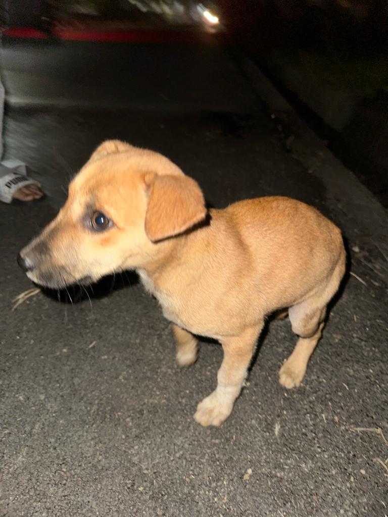 इस पिल्ले की माँ को भोपाल नगर निगम उठा के ले गया है और बच्चा परेशान होकर इधर उधर भटक रहा है कलेक्टर और मेयर एक बच्चे की कुत्ते के काटने से मौत हो जाने के बाद कुत्तों के ख़िलाफ़ अभियान चला रहे हैं। उनको पकड़ के पाता नहीं कहाँ छोड़ रहे हैं। नसबंदी सेंटर पे किसी को घुसने नहीं दे रहे
