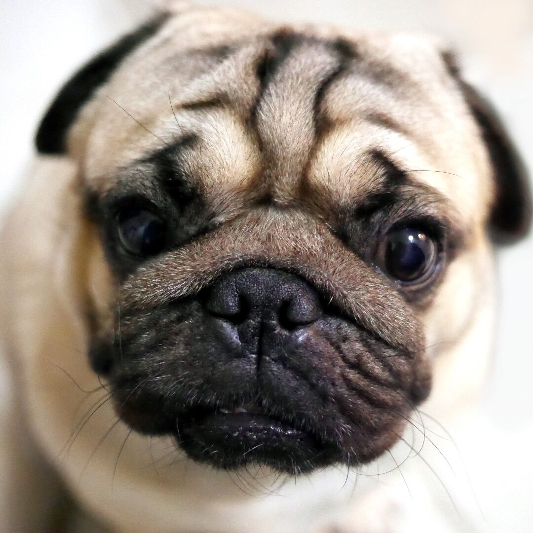 pugazon's tweet photo. Look into those puppy eyes and try not to fall in love! 😍 Show this pug some IG love and let the double taps flow! 🐶❤️ https://t.co/egN5pzFEJ4