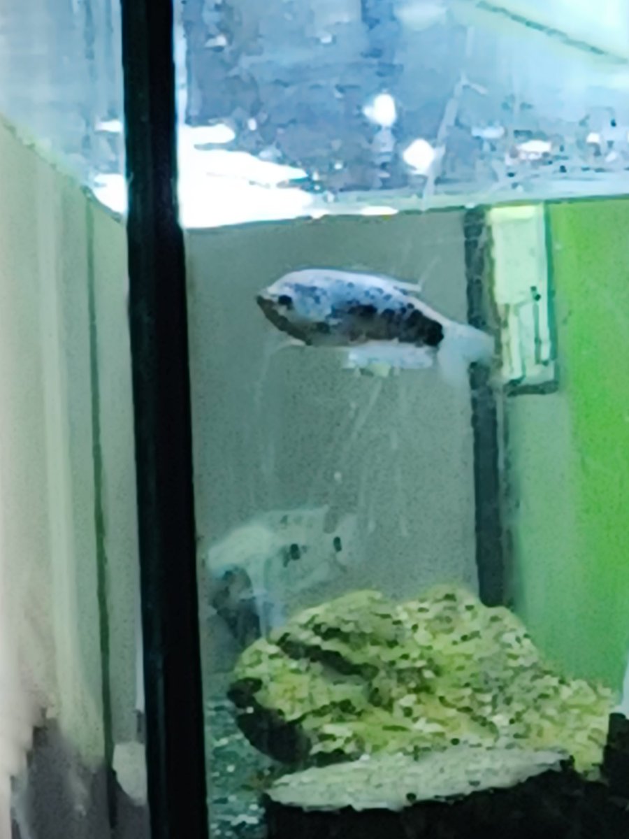 RabidRCW's tweet photo. Rest in peace fish. He had no name https://t.co/wWPnu4iA7Q
