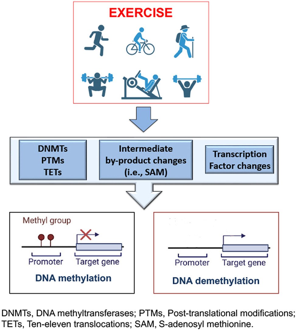 heniek_htw's tweet image. #Exercise-induced redox modulation as a mediator of DNA #methylation in #health maintenance and disease prevention
sciencedirect.com/science/articl…