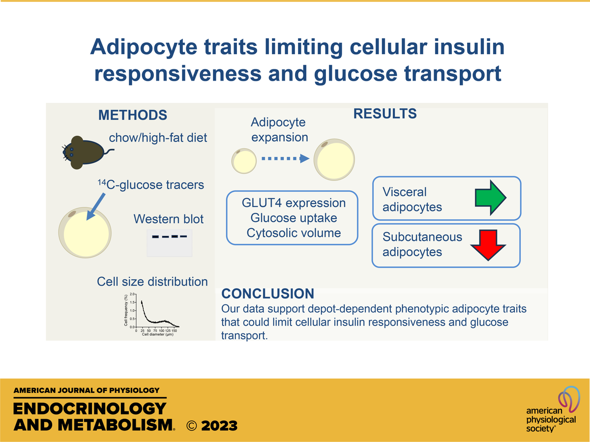 AJPEndoMetab's tweet photo. New #ShortReport in the #AJPEndoMetab December issue! Adipocyte traits limiting cellular #insulin responsiveness and #glucose transport
Claes Fryklund, Mathis Neuhaus, and Karin G. Stenkula
#GLUT4 #insulinresponse https://t.co/msWGEkyXGE