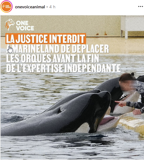 ChasseAbolition's tweet photo. #marineland #japon #exploitationanimale #maltraitance
https://t.co/o3ZGUWBUgr https://t.co/HgmUbxbKCA