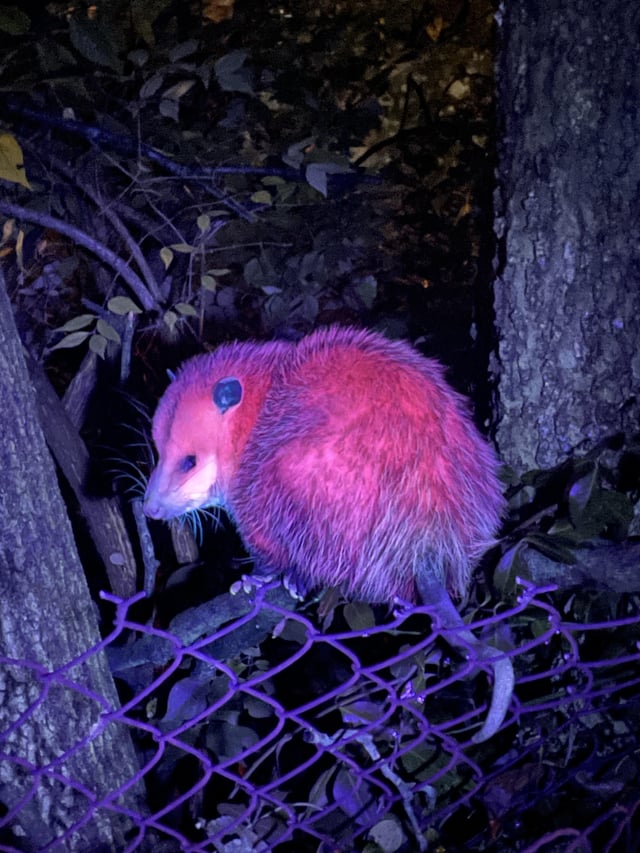 BUNKlNS's tweet photo. Also, possums glow pink under black light https://t.co/7zDoHsVax7