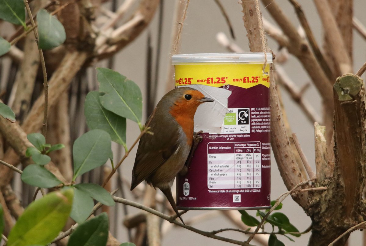 need a idea for home made bird feeders for the @Natures_Voice #BigGardenBirdWatch bit of string a pringles pot and some seed this one very pop pop popular with the garden robin. @EssexWildlife @WoodsideAcademy @itvlondon @BBCSpringwatch @SallyWeather @WeatherAisling