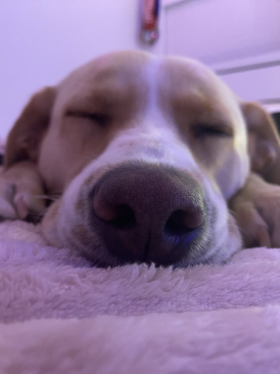 MaxChester21's tweet photo. 😴

#MaxChester #SleepyHeads #nap #Brothers #labrador #dream #copperlab #yellowlab #Naptime #sleep https://t.co/hmEAgtRi7e