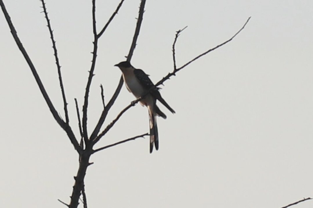 AchilleLenglin's tweet image. En pleins dans mes identifications de cet été en Camargues, je retrouve quelques pépites.
Très content d'avoir pu l'observer et de l'avoir en photo.
Coucou Geai (Clamator glandarius)