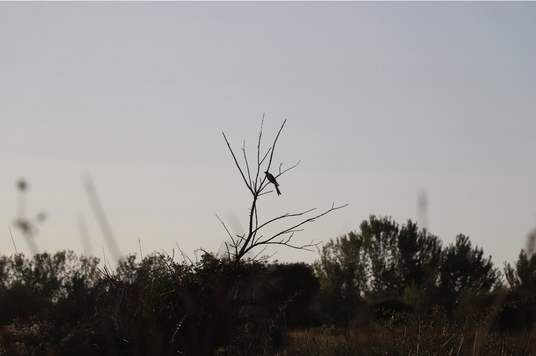 AchilleLenglin's tweet image. En pleins dans mes identifications de cet été en Camargues, je retrouve quelques pépites.
Très content d'avoir pu l'observer et de l'avoir en photo.
Coucou Geai (Clamator glandarius)