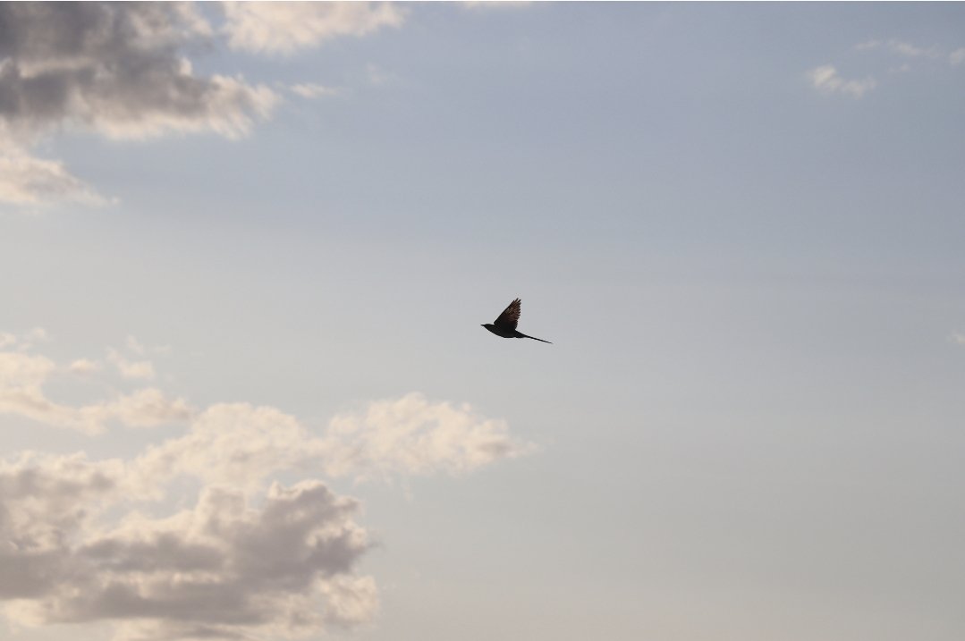 AchilleLenglin's tweet image. En pleins dans mes identifications de cet été en Camargues, je retrouve quelques pépites.
Très content d'avoir pu l'observer et de l'avoir en photo.
Coucou Geai (Clamator glandarius)