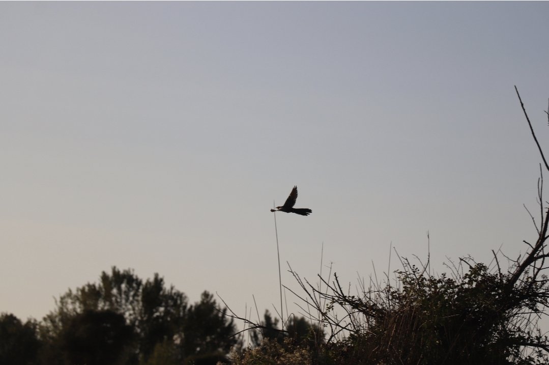 AchilleLenglin's tweet image. En pleins dans mes identifications de cet été en Camargues, je retrouve quelques pépites.
Très content d'avoir pu l'observer et de l'avoir en photo.
Coucou Geai (Clamator glandarius)