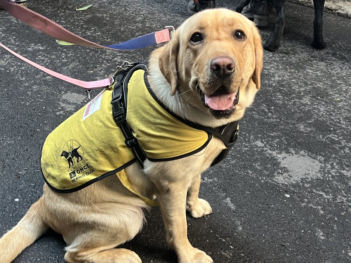 JaimeMulas's tweet photo. Futuro perro guía de la ONCE. 
Será los ojos de una persona ciega aportando seguridad y autonomía. 

Hoy participando en las ‘Vueltas de San Antón’. 

@ONCE_oficial @GrupoSocialONCE @Fundacion_ONCE @ILUNION #SanAnton https://t.co/SCmCWjVWlb