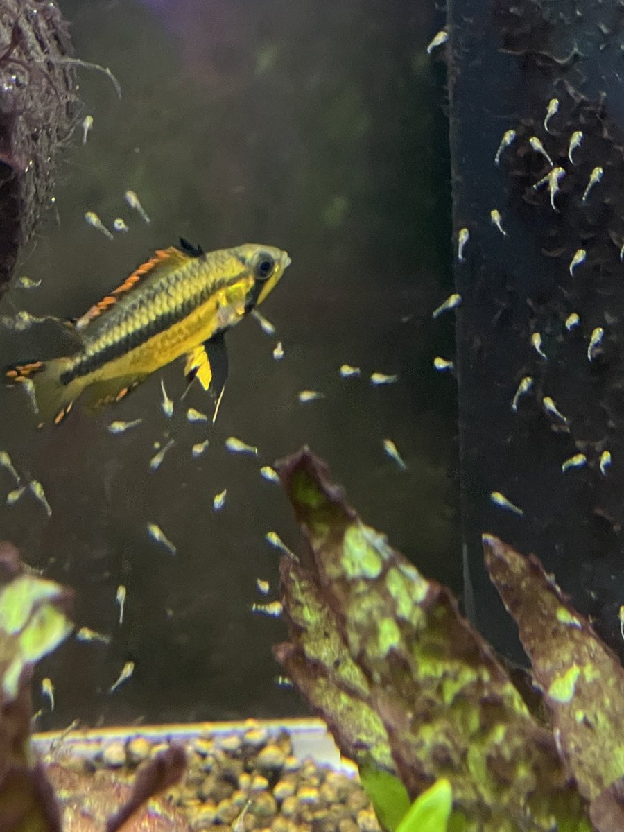 そろそろ♀もフルモザ出るんじゃないの
#アピスト