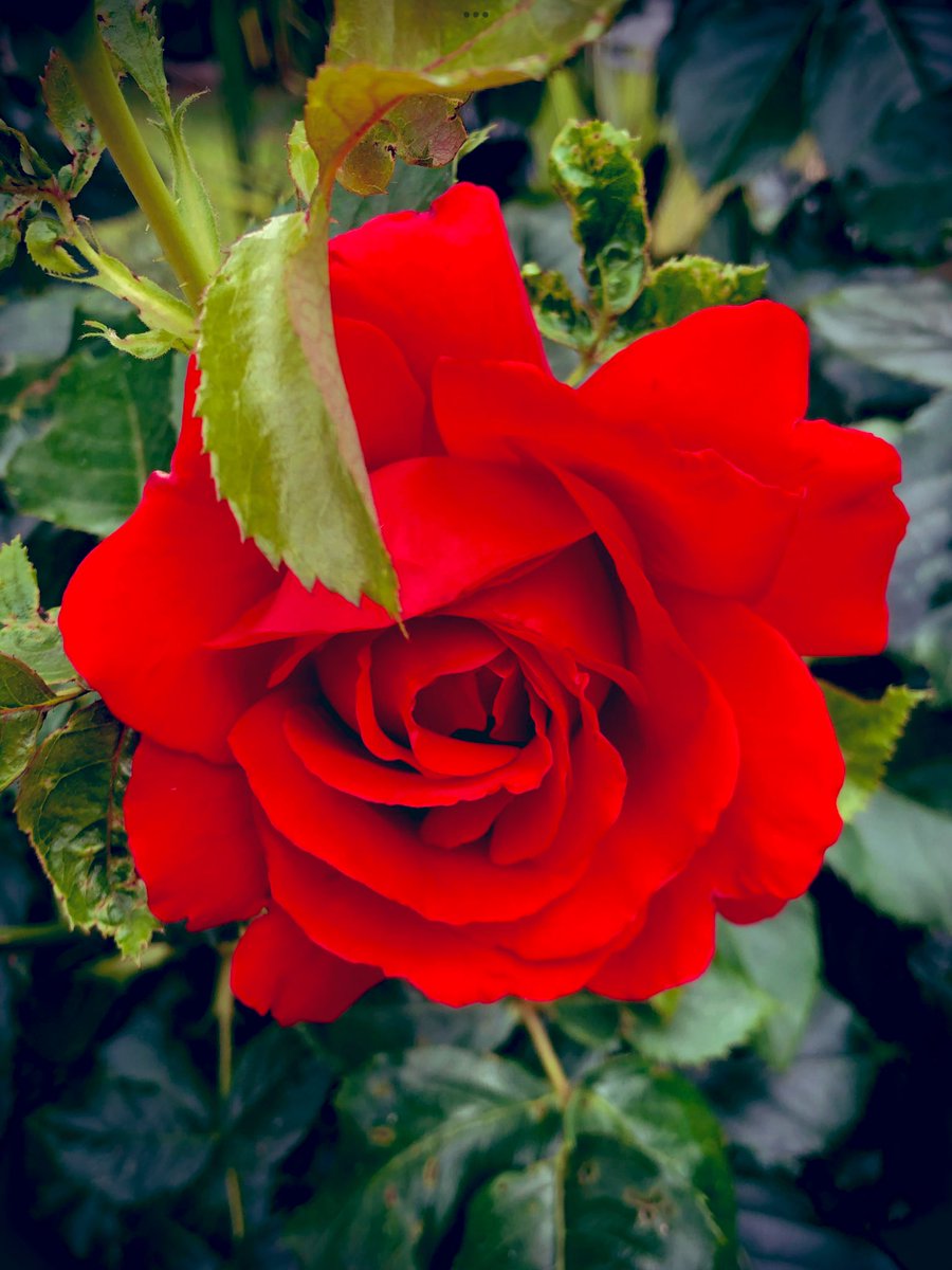 The Rose; 
The secret of love hides
in her petals 
Her scent 
Arousing the heart
#Quiet, as she dances
Sweet in the gentle breeze 
Forget not 
that she’s poetry brought
to life 
She blossoms 
With a lovers kiss …🌹

#RoseWednesday 
#VssNature 

  📸 Me 🧡