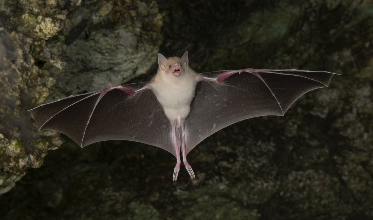 Two new locations of the endangered Jamaican flower bat were recently discovered by an international research team, led by PhD student Phillip Oelbaum in prof. @bioWelch's lab in the @UtscBiology department.🦇 #UTSC #UofT bit.ly/48WzUEX @UTSCresearch