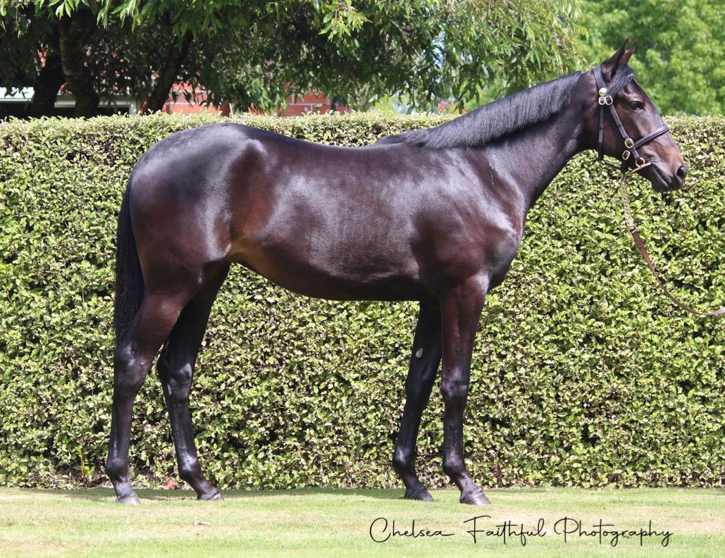 Katrina Price (@katrina98711034) on Twitter photo Lot 183 Ginty’s Delight (Bettor’s Delight x Hopes and Dreams Filly). Dam a 7-win daughter of One Dream. Video online at <a href="/nzbstandardbred/">NZB Standardbred</a> Lot 183 Ginty’s Delight (Bettor’s Delight x Hopes and Dreams Filly). Dam a 7-win daughter of One Dream. Video online at <a href="/nzbstandardbred/">NZB Standardbred</a>