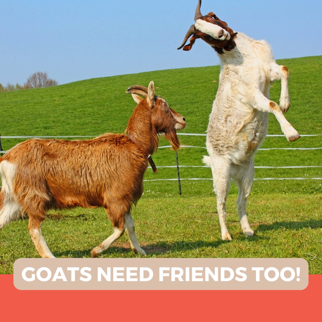 Humans aren't the only ones who crave companionship! Goats need fellow goat friends to be their happiest and healthiest.