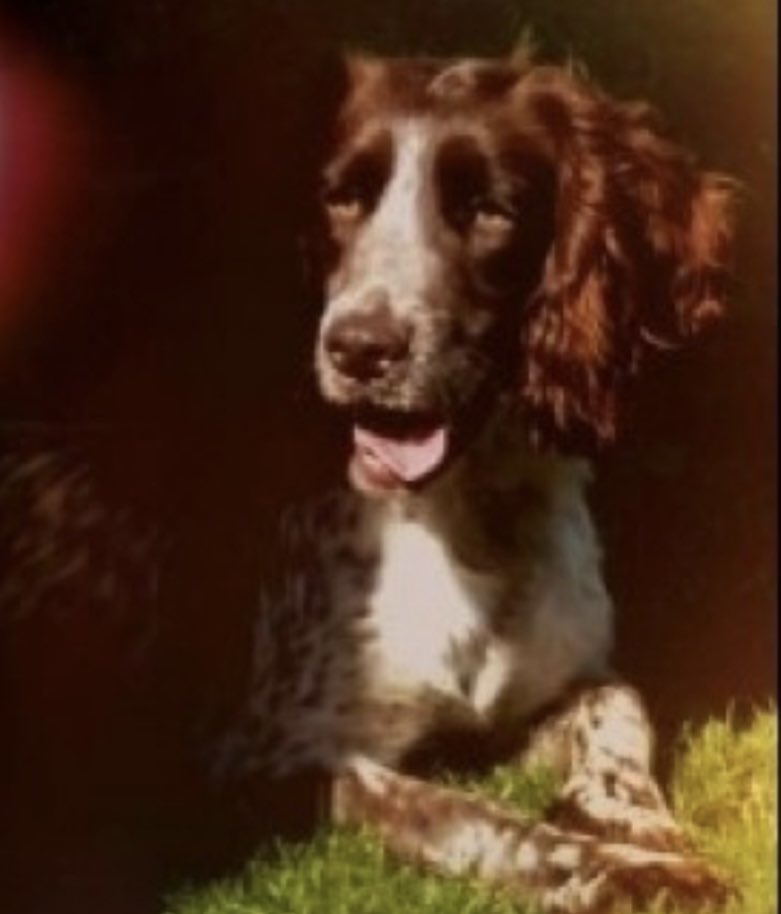 rosieDoc2's tweet photo. #SpanielHour
WISPA (Whisper) #Stolen with her friend Emmy (who was dumped OR escaped)
THIEVES PRIZED OPEN WIRE MESH AND DRAGGED THE DOGS OUT
#Warter #Pocklington #YO42
THEY MUST OF BEEN TERRIFIED 😖
Family 💔 https://t.co/GujwMBi1eu
@ruthwill64 @RachaelB100 @thedogfinder https://t.co/85EKrGJ3K5