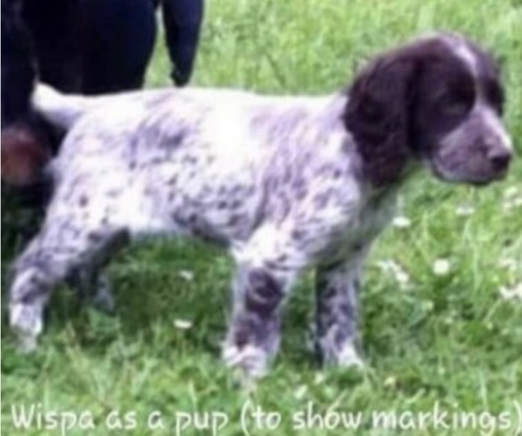 rosieDoc2's tweet photo. #SpanielHour
WISPA (Whisper) #Stolen with her friend Emmy (who was dumped OR escaped)
THIEVES PRIZED OPEN WIRE MESH AND DRAGGED THE DOGS OUT
#Warter #Pocklington #YO42
THEY MUST OF BEEN TERRIFIED 😖
Family 💔 https://t.co/GujwMBi1eu
@ruthwill64 @RachaelB100 @thedogfinder https://t.co/85EKrGJ3K5