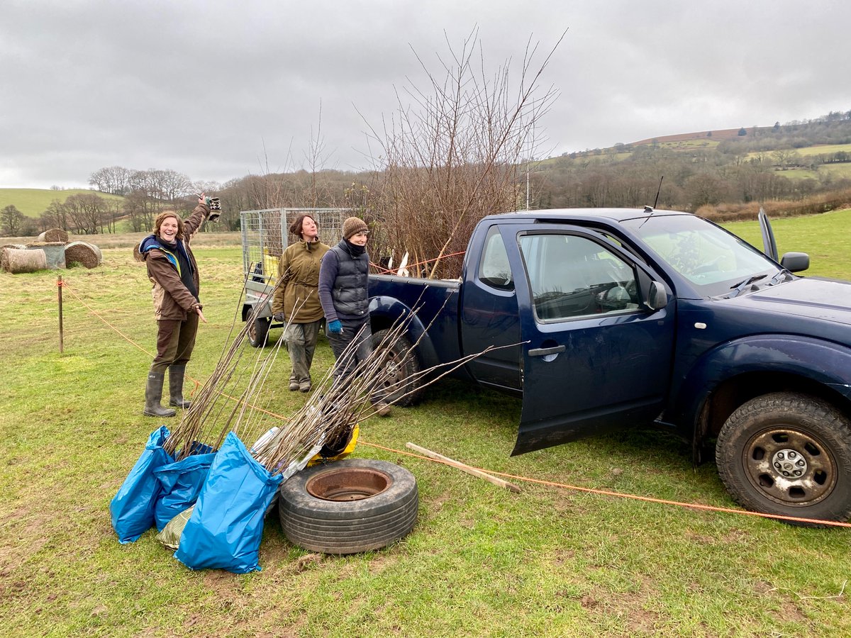 Stumpupfortrees's tweet photo. Some tall saplings leaving our nursery today, going to a plant site in the Bannau Brycheiniog. The site is covered in bracken - a plant which seems to be adapting very well to climate change and spreading throughout the Welsh uplands… 1/2 https://t.co/8CjiNB43KI