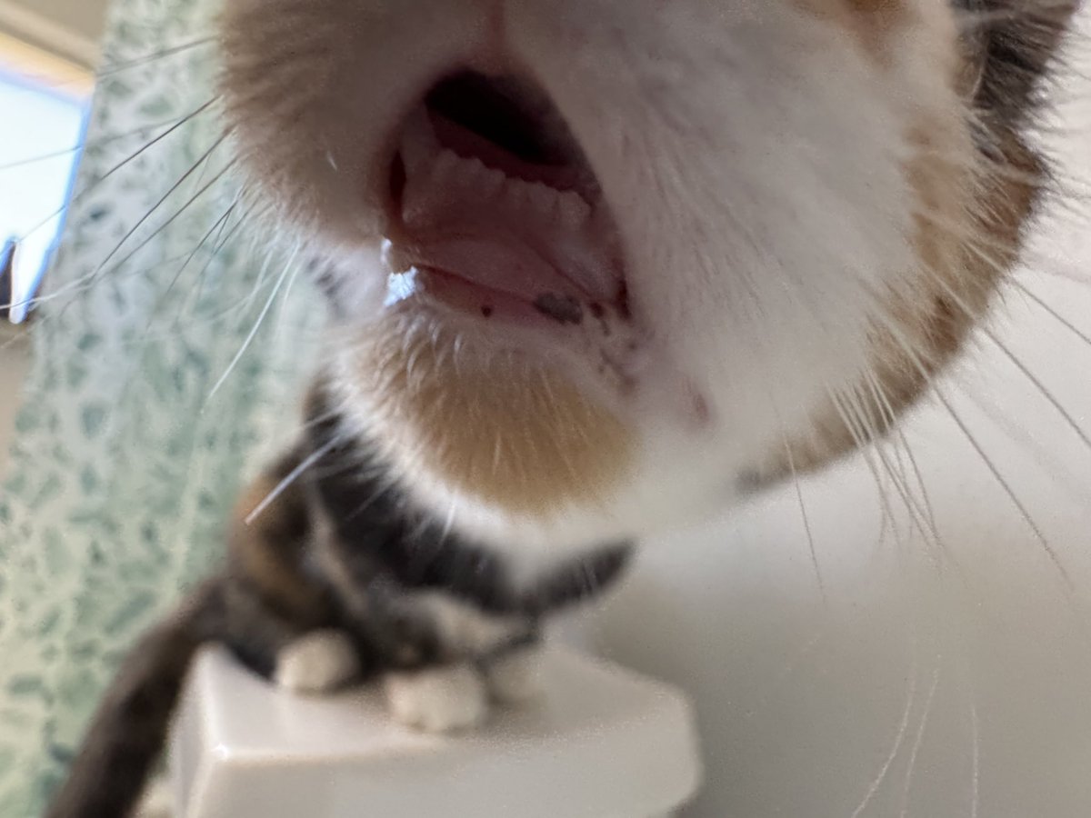 samkaye222's tweet photo. teefs https://t.co/JomQEOZt2Q