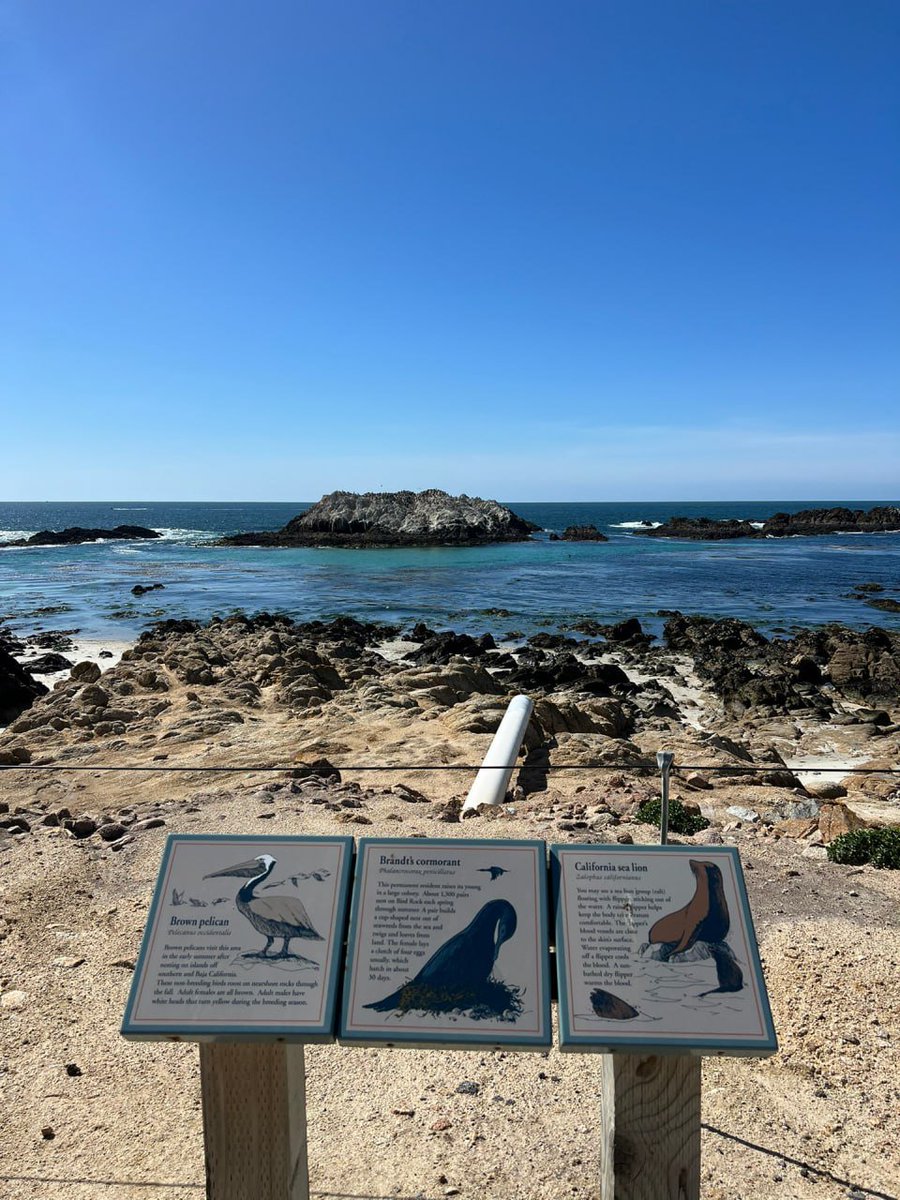 Emily_Apei's tweet photo. pescadero point https://t.co/8dpo7q5M29