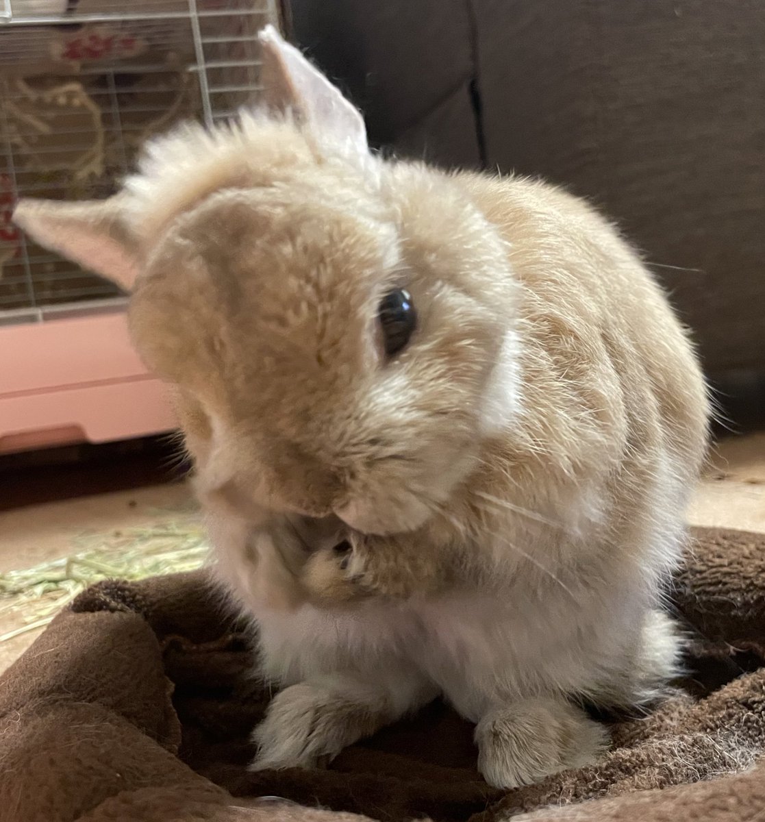 あまりにもほわほわ