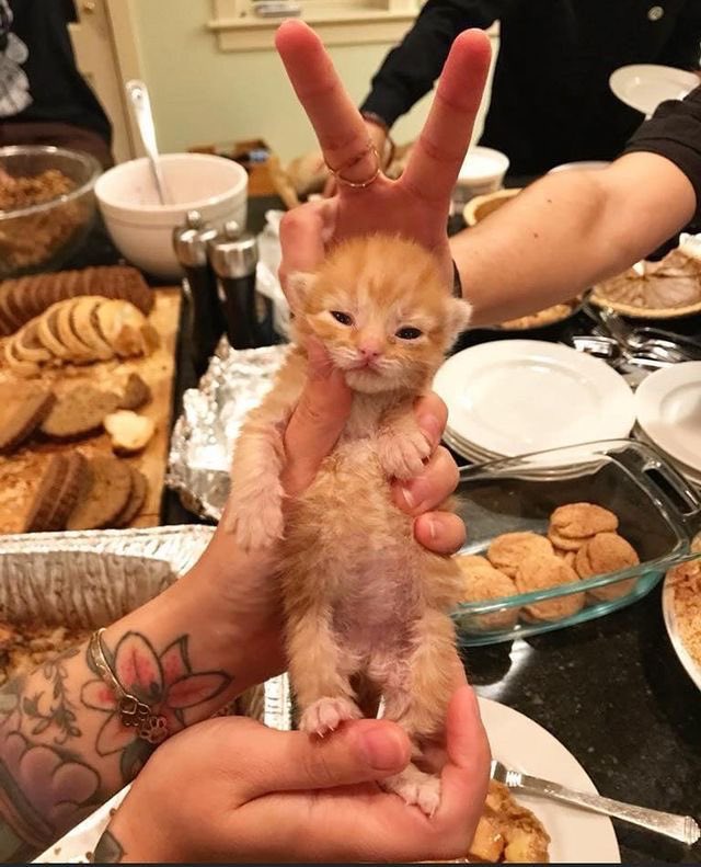 catpicsdealer's tweet photo. https://t.co/KwcXulaAa3