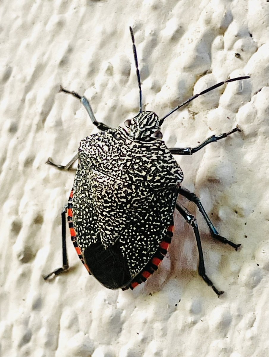 Found this #pellaeastricta when I was pruning my #ficustrees