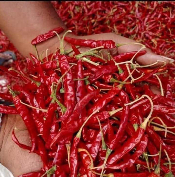 pakcommodities1's tweet image. #Redchilli prices stable at 357.50rs in the market of Faisalabad.