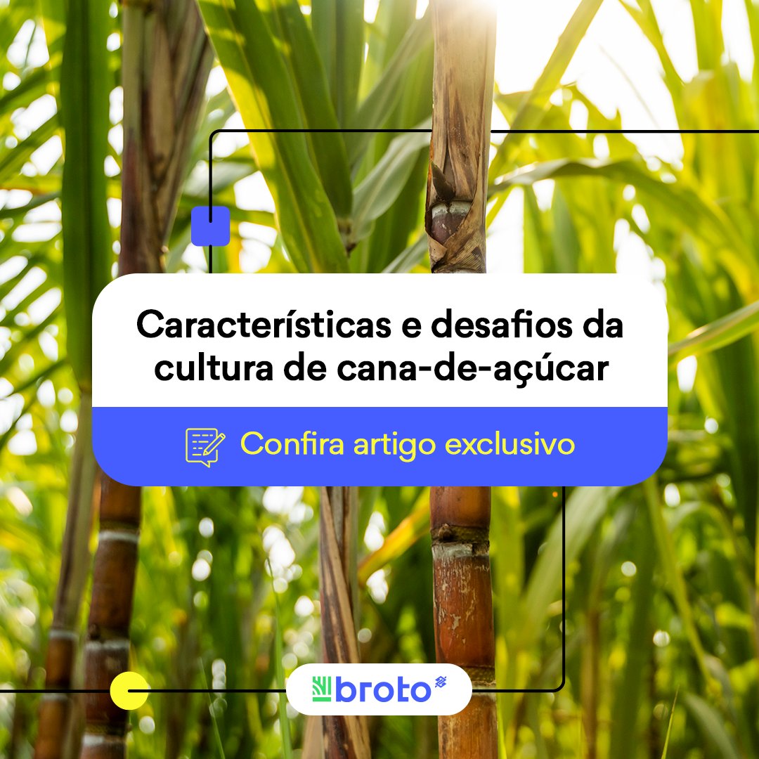 Conhece nosso Blog? Destacamos hoje nosso artigo com informações sobre a cultura da cana-de-açúcar, como características, dicas de plantio, principais desafios e mais. Saiba mais: blog.broto.com.br/cultura-da-can…

#agro #CanaDeAçucar