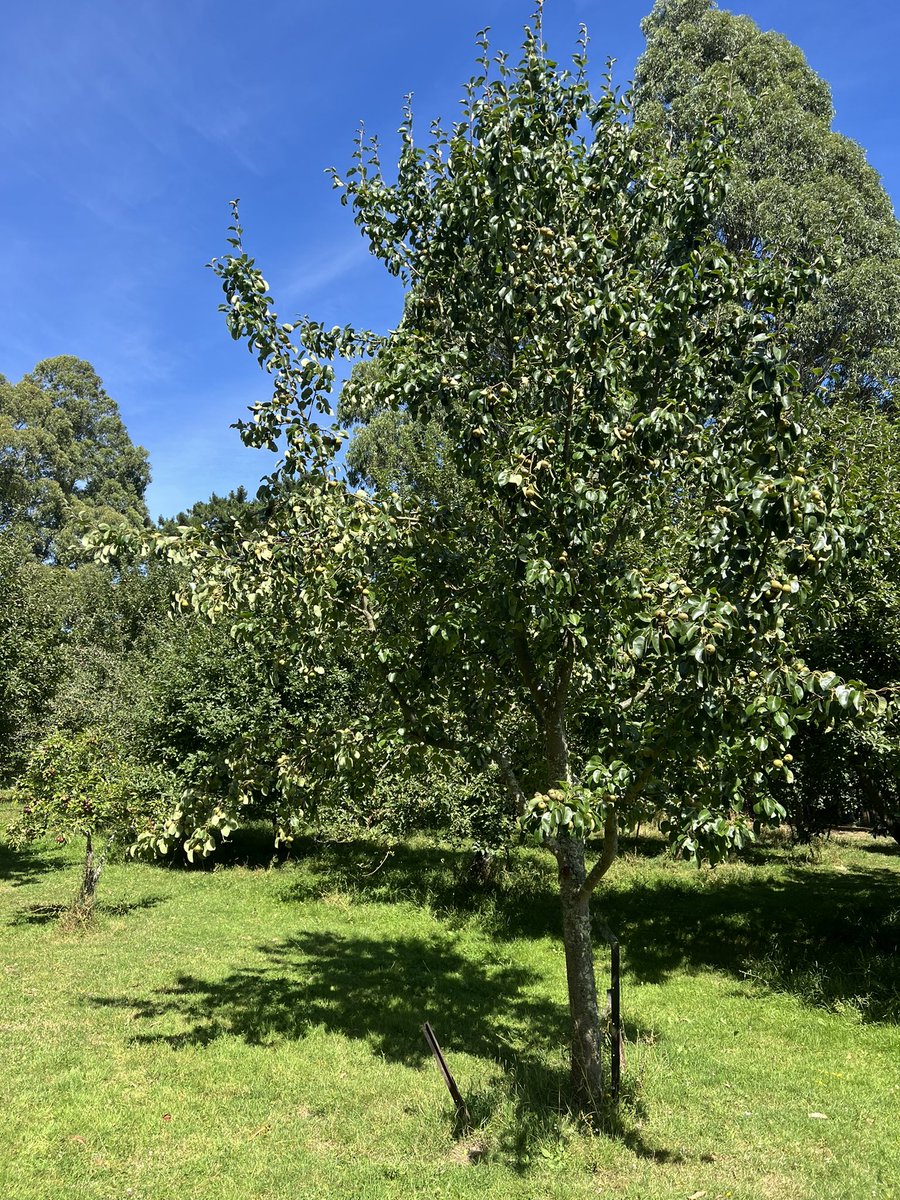 Trevor_FJ's tweet photo. 18 weeks from blossom for these perry pears. The boughs of the tree are bending! #perry #pears #taratahi #wairarapa #carterton #dalefield #aotearoa #orchard https://t.co/dkx7J7meO7
