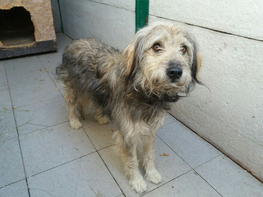 Zaginął pies, Łódź
Szafir Kudłady, brązowe, jasne oczy, ogon długi, wywinięty, ma wszczepiony czip od kilku lat, wykastrowany....
wieszgdziezwierz.pl/psy/zaginione/…
#zaginąłpies #zaginął #pies #łódź