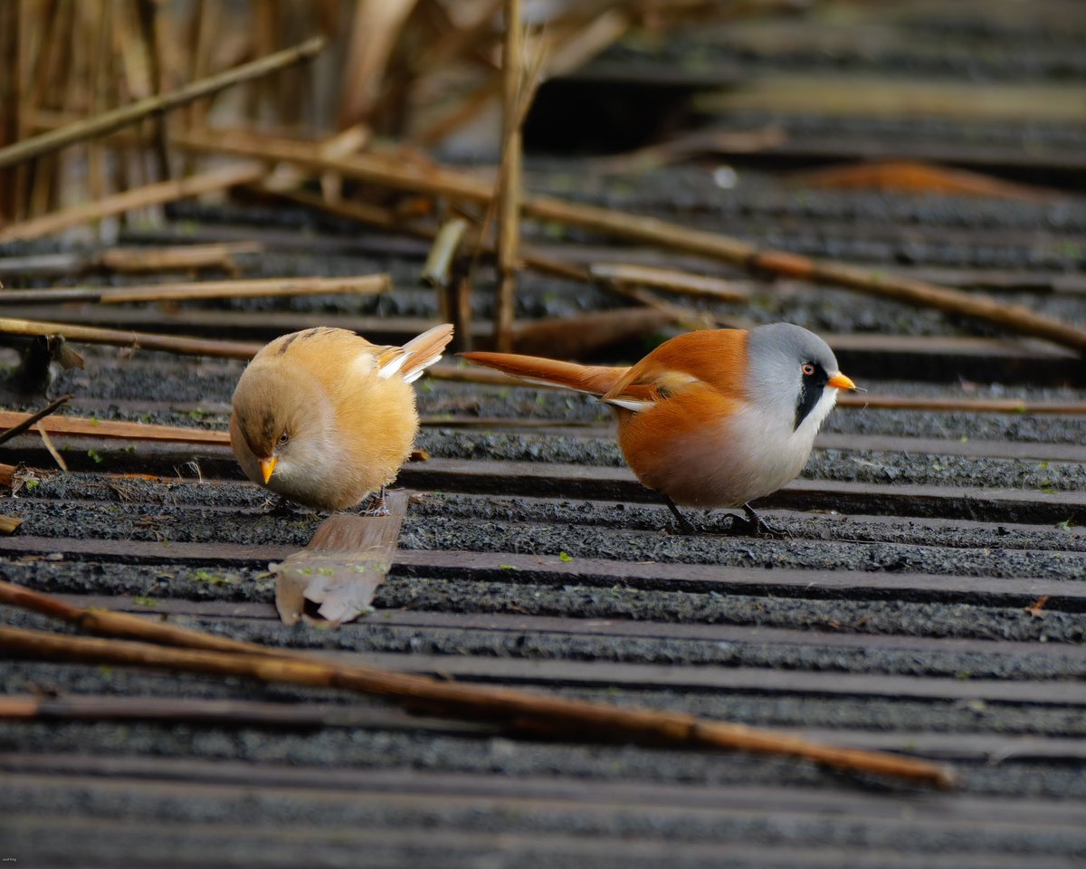 Finally caught up with the Glossy Ibis at Westhay yesterday, even if they did fly off after a few minutes. A good number of Cattle Egret opposite the car park and the Bearded Reedling were out enjoying the sun.