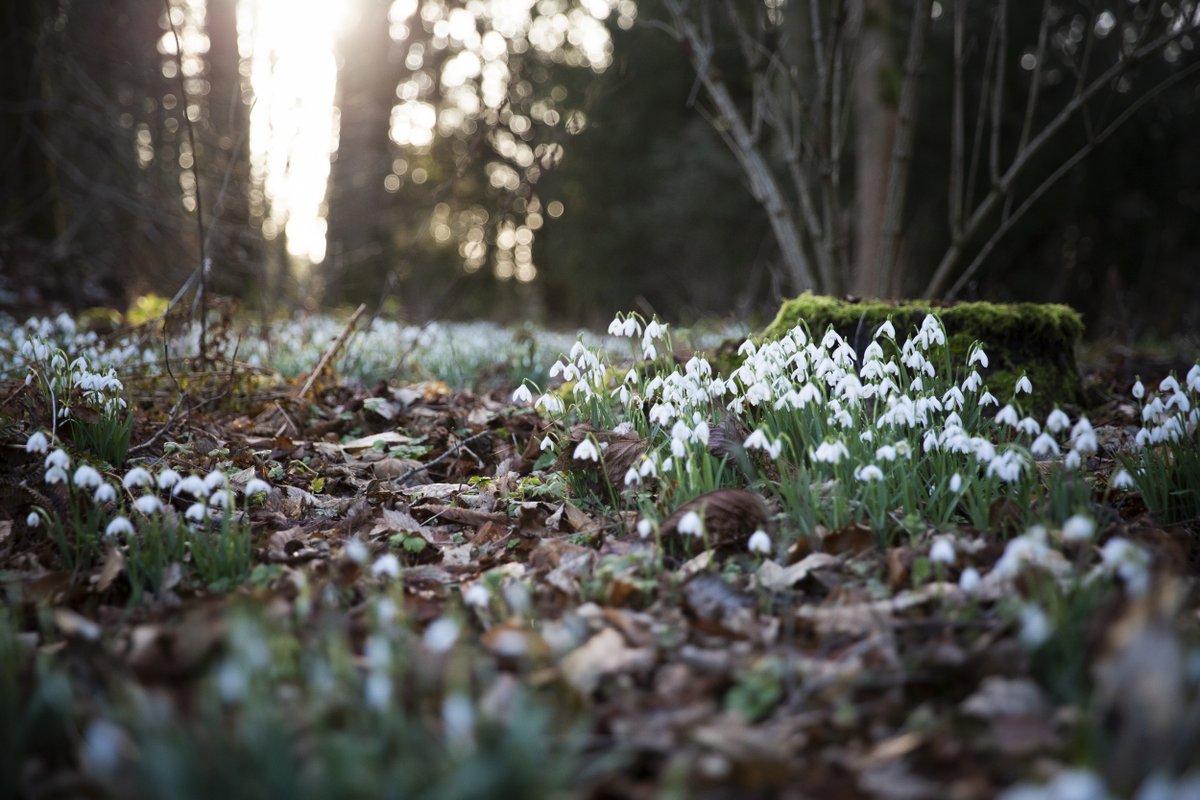 Find a place where you can walk alongside swathes of snowdrops: brnw.ch/21wGaqw Photo: Annapurna Mellor