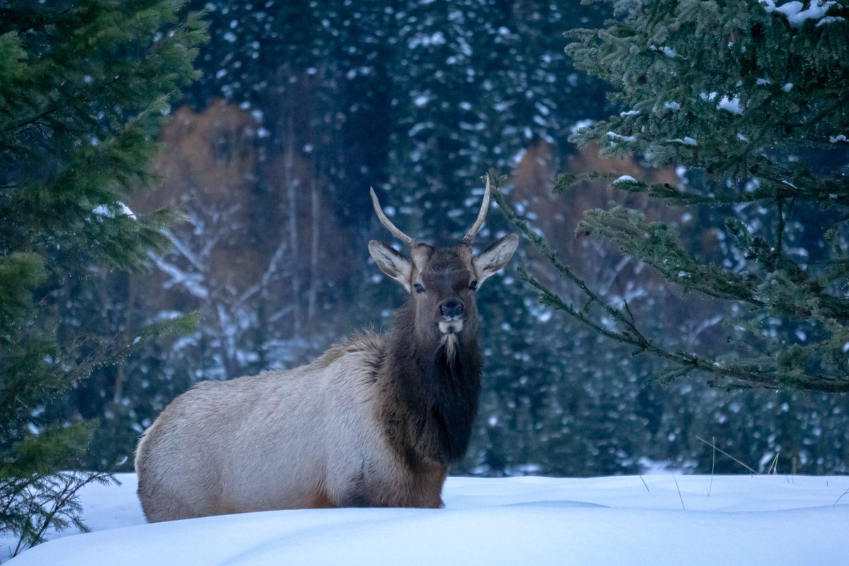Yoho National Park tweet media