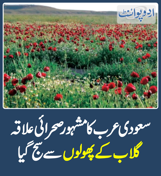 DailyUrduPoint's tweet photo. خبر کی مزید تفصیل جانئیے
https://t.co/GKncbhCha0
#SaudiArabia #Greenery #Winter #Winter2024 #HailRegion https://t.co/y7BnUmy9G4