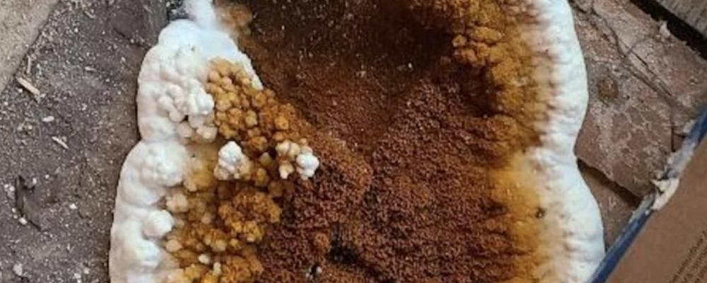 Le Programme d’intervention résidentielle – mérule vise à réduire le fardeau financier des propriétaires de bâtiments résidentiels contaminés par ce champignon qui se nourrit de bois.

acqc.ca/fr/actualite/p…