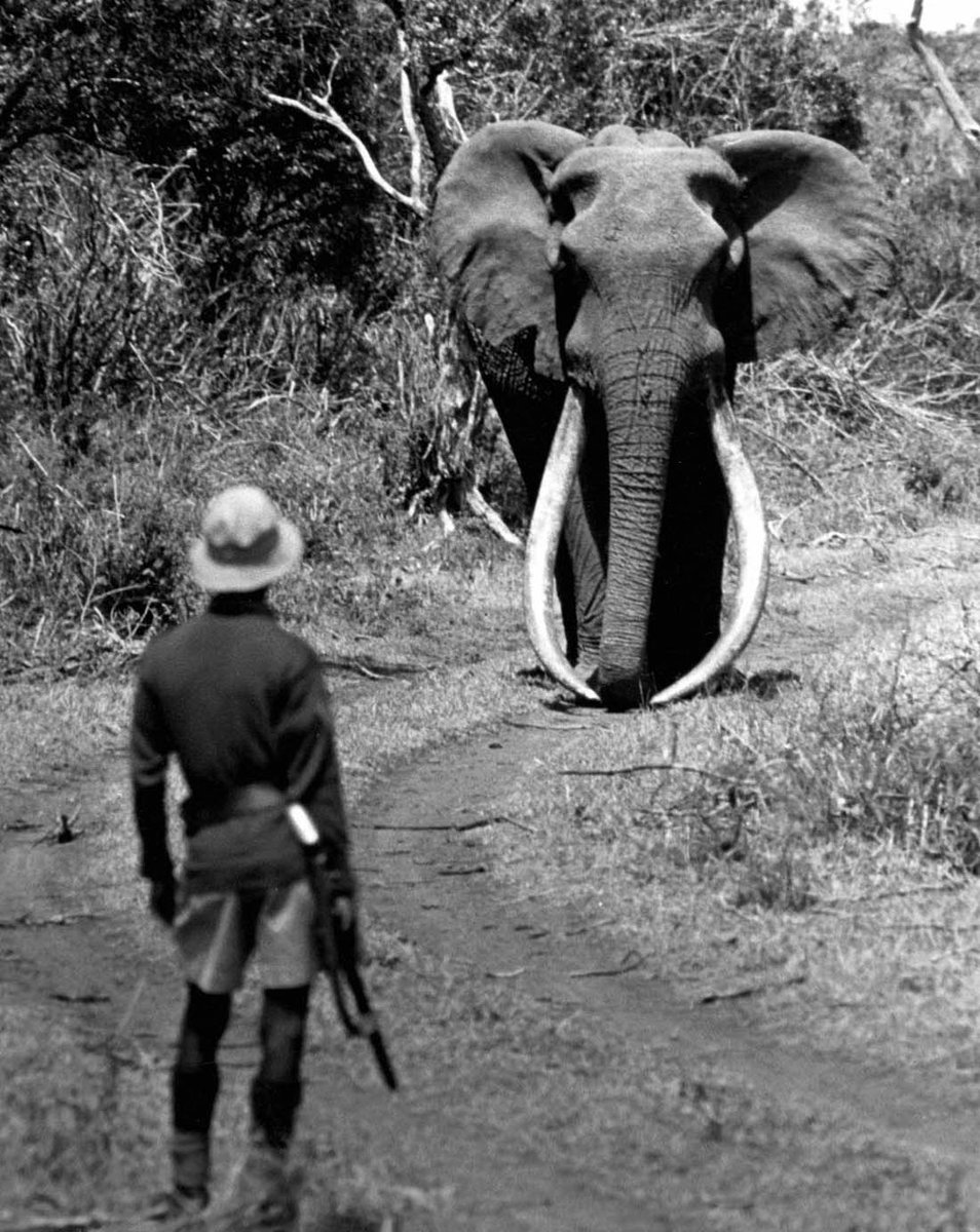 Today in 1974: One of Africa’s most iconic nature photographs is taken of Kenya’s giant elephant Ahmed as he encounters one of his game ranger protectors, who stands respectfully before him. The bond between the two is clearly felt. See Jan 17 history here africatodayyesterday.org/days/17-jan