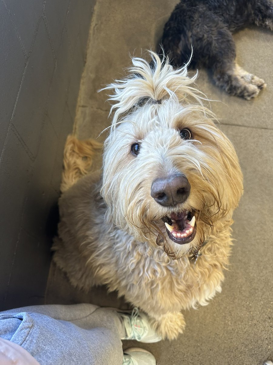 Wooly’s man bun 👍🏼 #dogmanbun