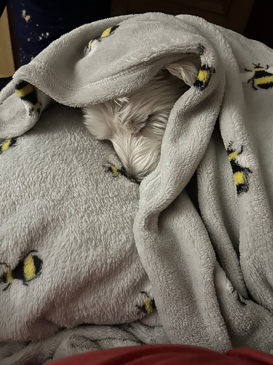 Beckyy_Thomas's tweet photo. Time for the general anaesthetic to wear off but it looks like Lils had a ruptured eardrum 🙁 It should heal within time. She’s back to the vets in the next few days for another check up. We just need to watch that this doesn’t make her eye flare up 💞 https://t.co/TpiV2SFVtW